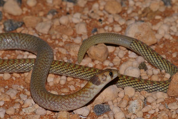 Western Hooded Scaly-foot (Pygopus nigriceps)