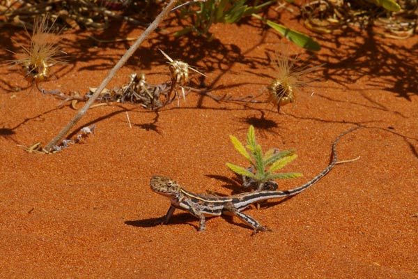 Spotted Military Dragon (Ctenophorus maculatus maculatus)