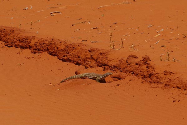 Sand Monitor (Varanus gouldii)