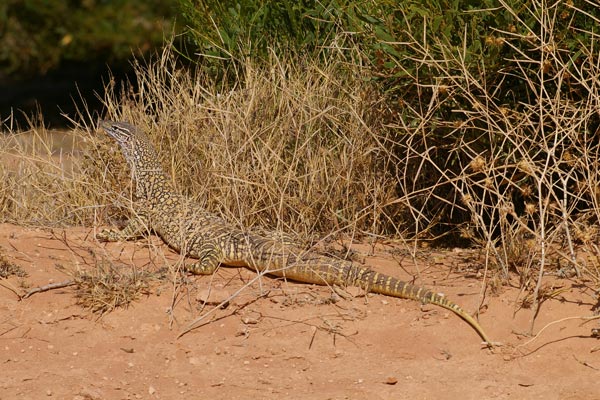 Sand Monitor (Varanus gouldii)