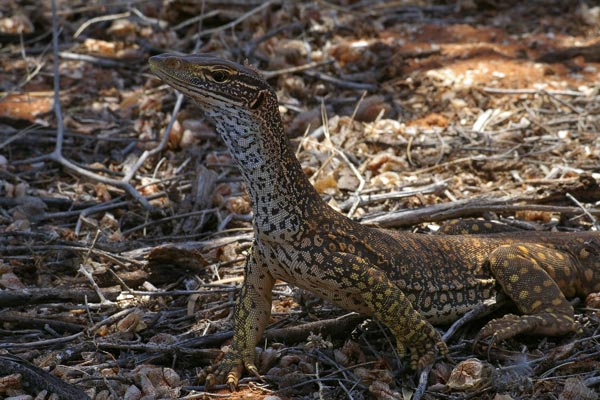 Sand Monitor (Varanus gouldii)