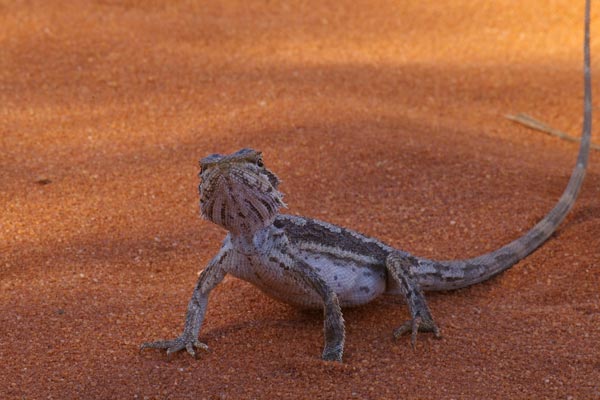 Dwarf Bearded Dragon (Pogona minor minor)