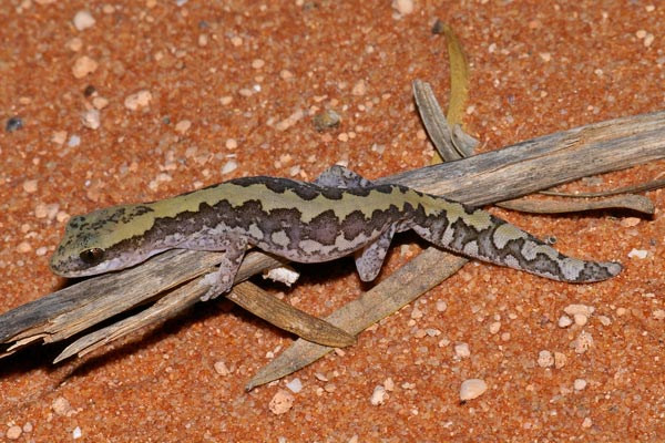 Ornate Gecko (Diplodactylus ornatus)