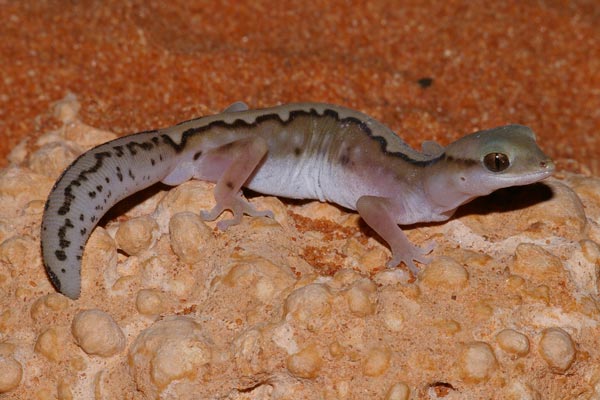 Kluge’s Gecko (Diplodactylus klugei)