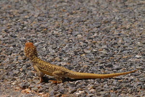 Central Netted Dragon (Ctenophorus nuchalis)