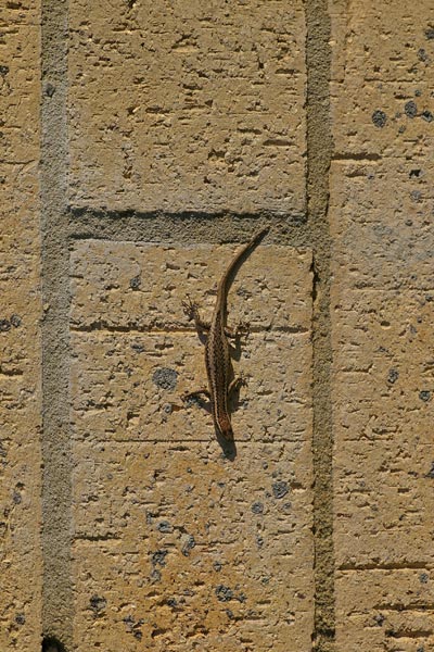 Buchanan’s Snake-eyed Skink (Cryptoblepharus buchananii)