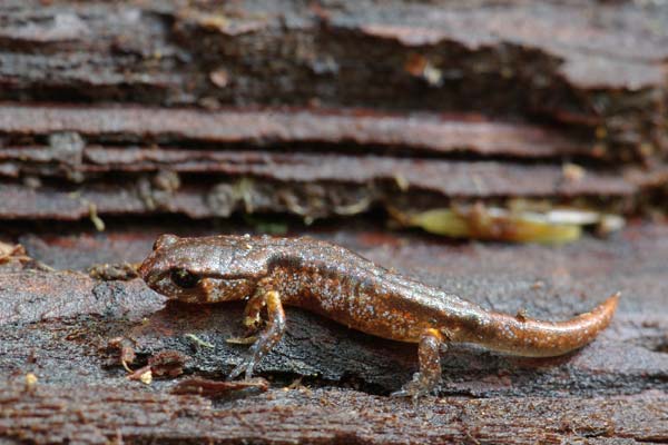 Painted Ensatina (Ensatina eschscholtzii picta)