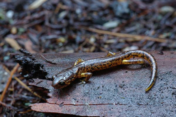 Painted Ensatina (Ensatina eschscholtzii picta)