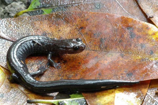 Del Norte Salamander (Plethodon elongatus)