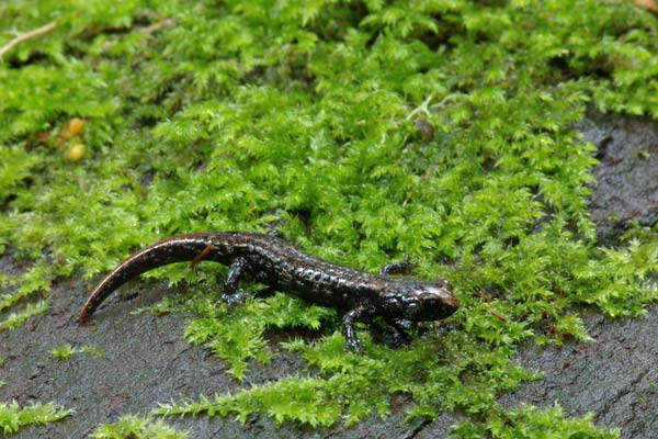 Wandering Salamander (Aneides vagrans)
