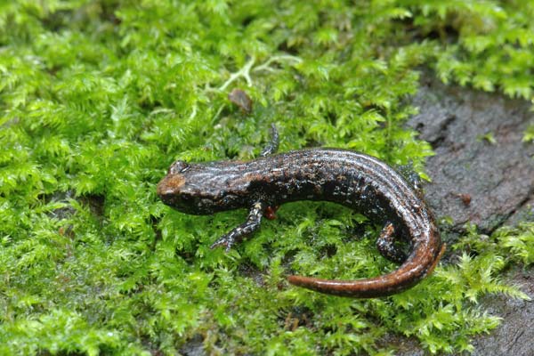 Wandering Salamander (Aneides vagrans)