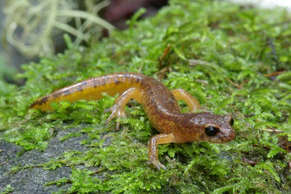 Painted Ensatina (Ensatina eschscholtzii picta)