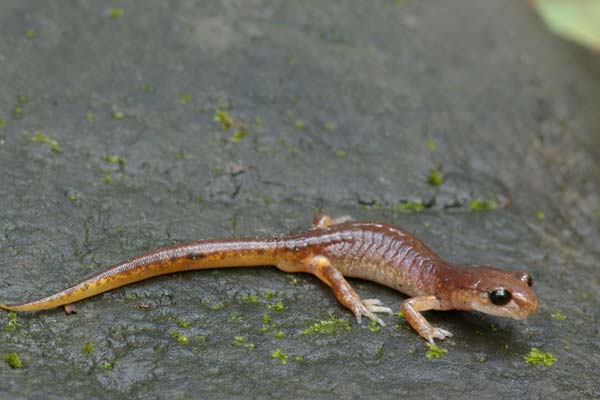 Painted Ensatina (Ensatina eschscholtzii picta)