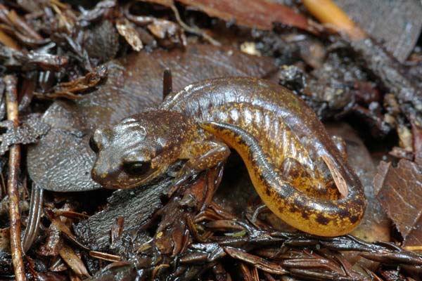 Painted Ensatina (Ensatina eschscholtzii picta)