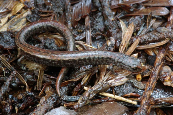 California Slender Salamander (Batrachoseps attenuatus)