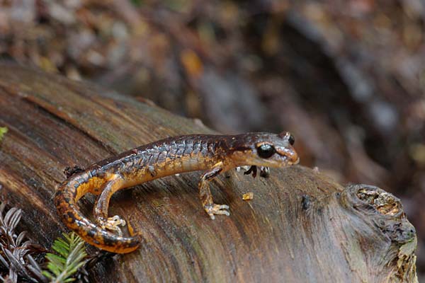 Painted Ensatina (Ensatina eschscholtzii picta)