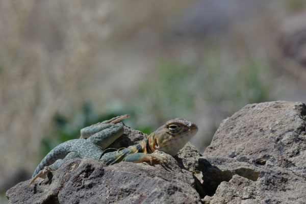 Eastern Collared Lizard (Crotaphytus collaris)