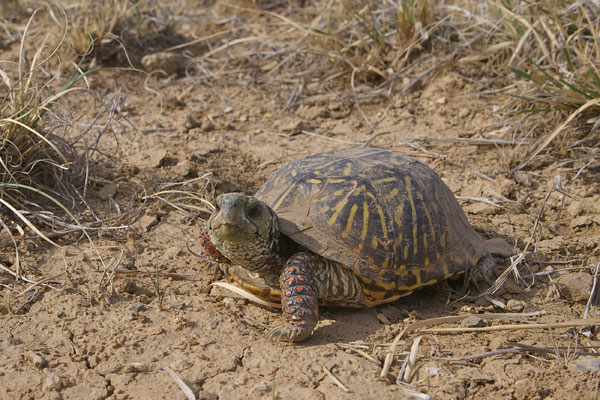 Plains Box Turtle (Terrapene ornata ornata)