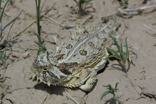 Texas Spiny Lizard Diets