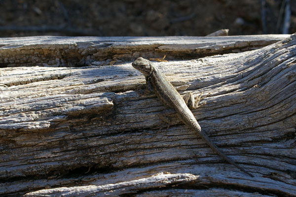 Northern Sagebrush Lizard (Sceloporus graciosus graciosus)