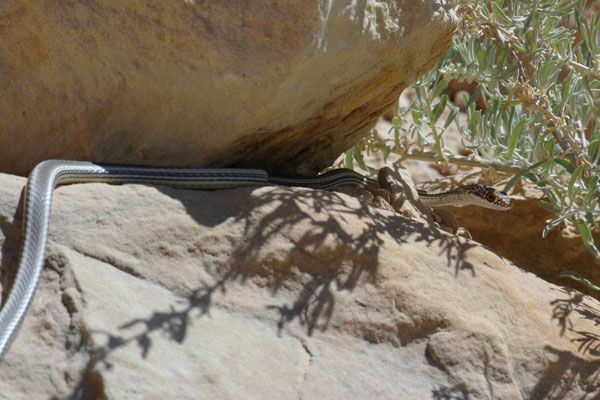 Desert Striped Whipsnake (Masticophis taeniatus taeniatus)