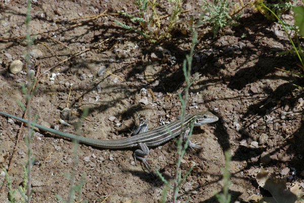 Plateau Striped Whiptail (Aspidoscelis velox)