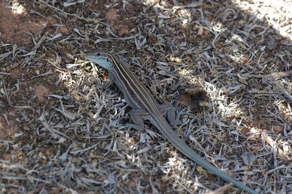 Plateau Striped Whiptail (Aspidoscelis velox)