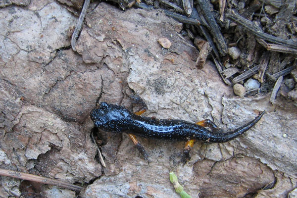 Sierra Nevada Ensatina (Ensatina eschscholtzii platensis)