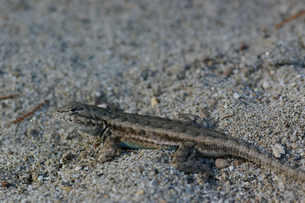 Western Sagebrush Lizard (Sceloporus graciosus gracilis)