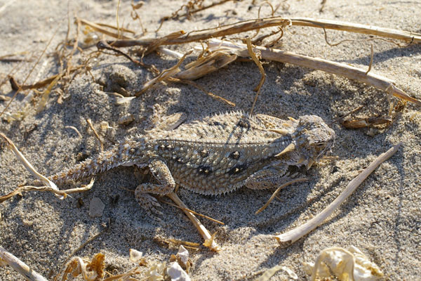 Flat-tailed Horned Lizard (Phrynosoma mcallii)