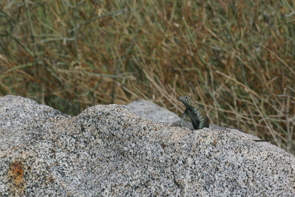 Granite Spiny Lizard (Sceloporus orcutti)