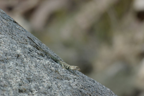 Mearns’s Rock Lizard (Petrosaurus mearnsi)