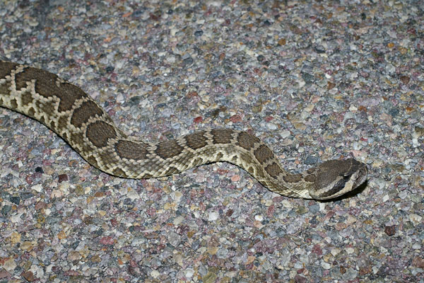 Southern Pacific Rattlesnake (Crotalus oreganus helleri)