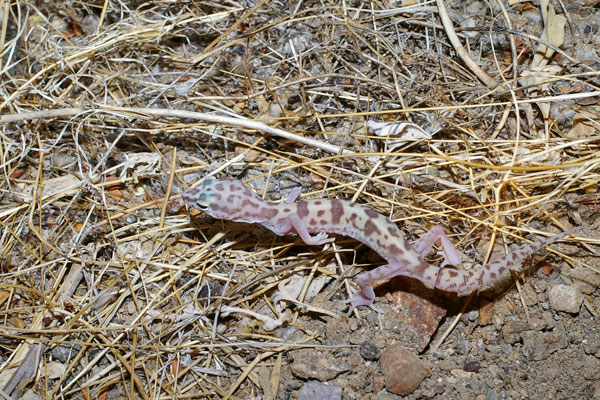 Desert Banded Gecko (Coleonyx variegatus variegatus)