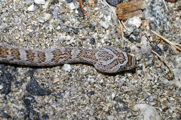 California Lyresnake (Trimorphodon lyrophanes)