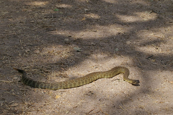 Northern Pacific Rattlesnake (Crotalus oreganus oreganus)