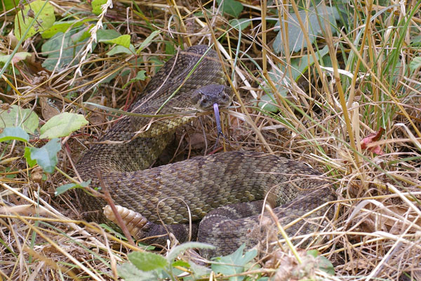 Northern Pacific Rattlesnake (Crotalus oreganus oreganus)