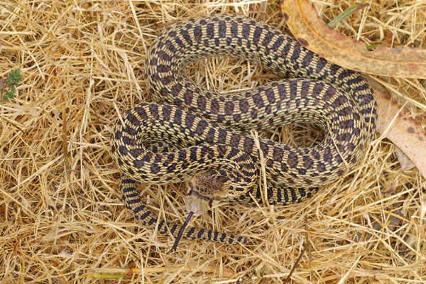 Pacific Gopher Snake (Pituophis catenifer catenifer)