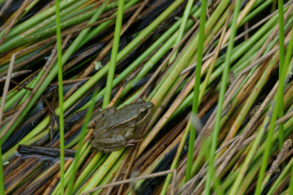 California Red-legged Frog (Rana draytonii)