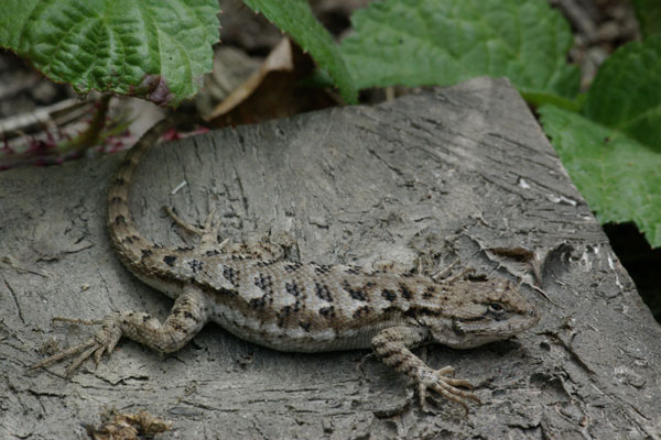 Coast Range Fence Lizard (Sceloporus occidentalis bocourtii)