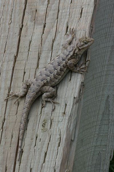 Coast Range Fence Lizard (Sceloporus occidentalis bocourtii)