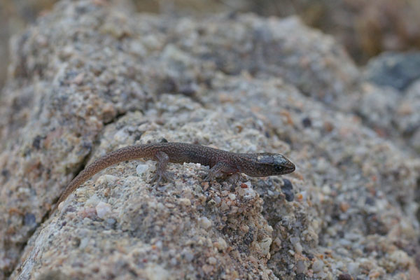 Desert Night Lizard (Xantusia vigilis)