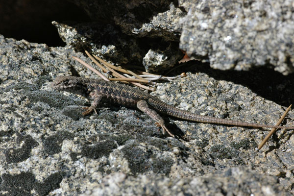 Western Sagebrush Lizard (Sceloporus graciosus gracilis)