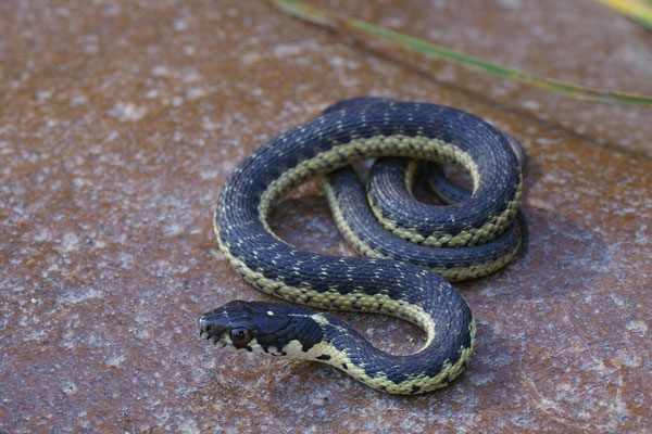 Sierra Gartersnake (Thamnophis couchii)