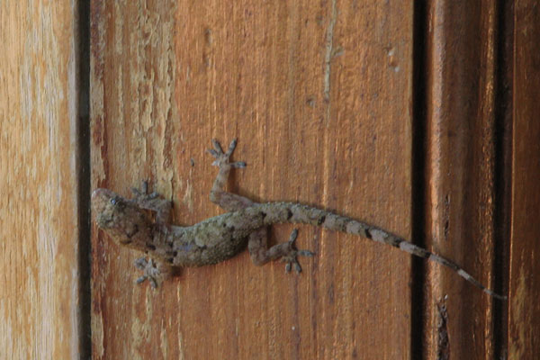 Tropical House Gecko (Hemidactylus mabouia)