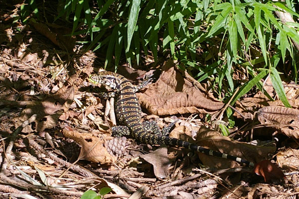 Argentine Giant Tegu  (Salvator merianae)