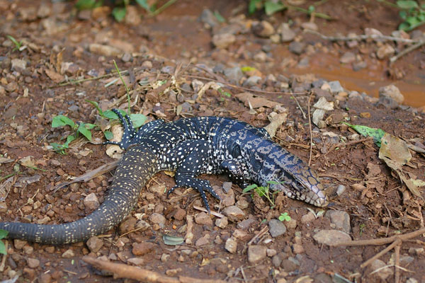 Argentine Giant Tegu  (Salvator merianae)