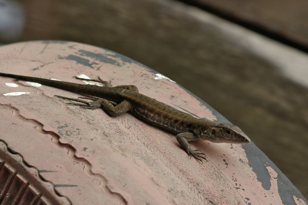 Cocha Whiptail (Kentropyx altamazonica)