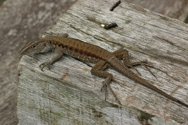 Cocha Whiptail (Kentropyx altamazonica)