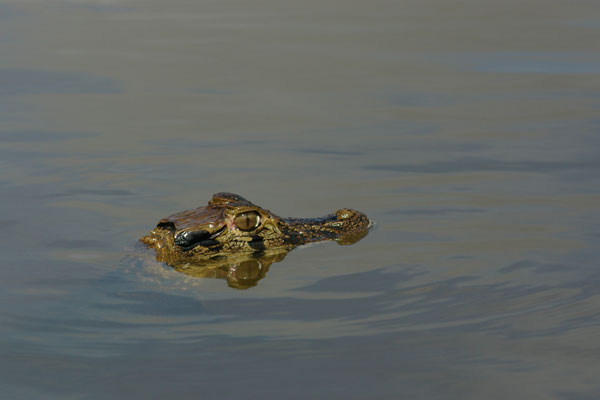 Black Caiman (Melanosuchus niger)